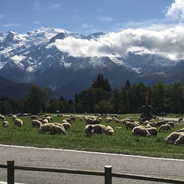 Moutons à plaine joux avant montée aux alpages de Pormenaz